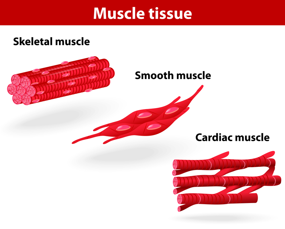 muscle tissue.jpg